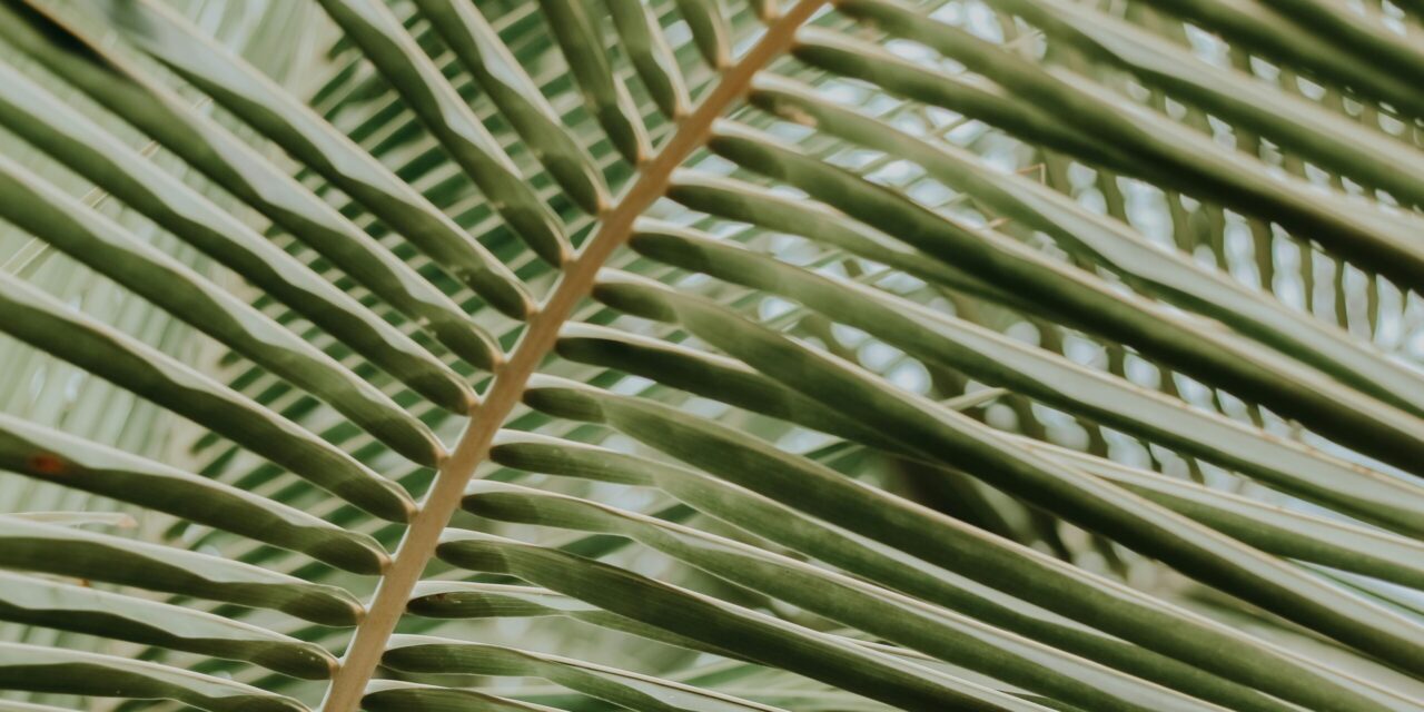 The Meaning of Palm Sunday (and a Right Response)