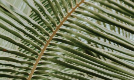 The Meaning of Palm Sunday (and a Right Response)