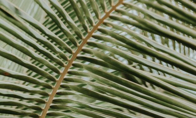 The Meaning of Palm Sunday (and a Right Response)