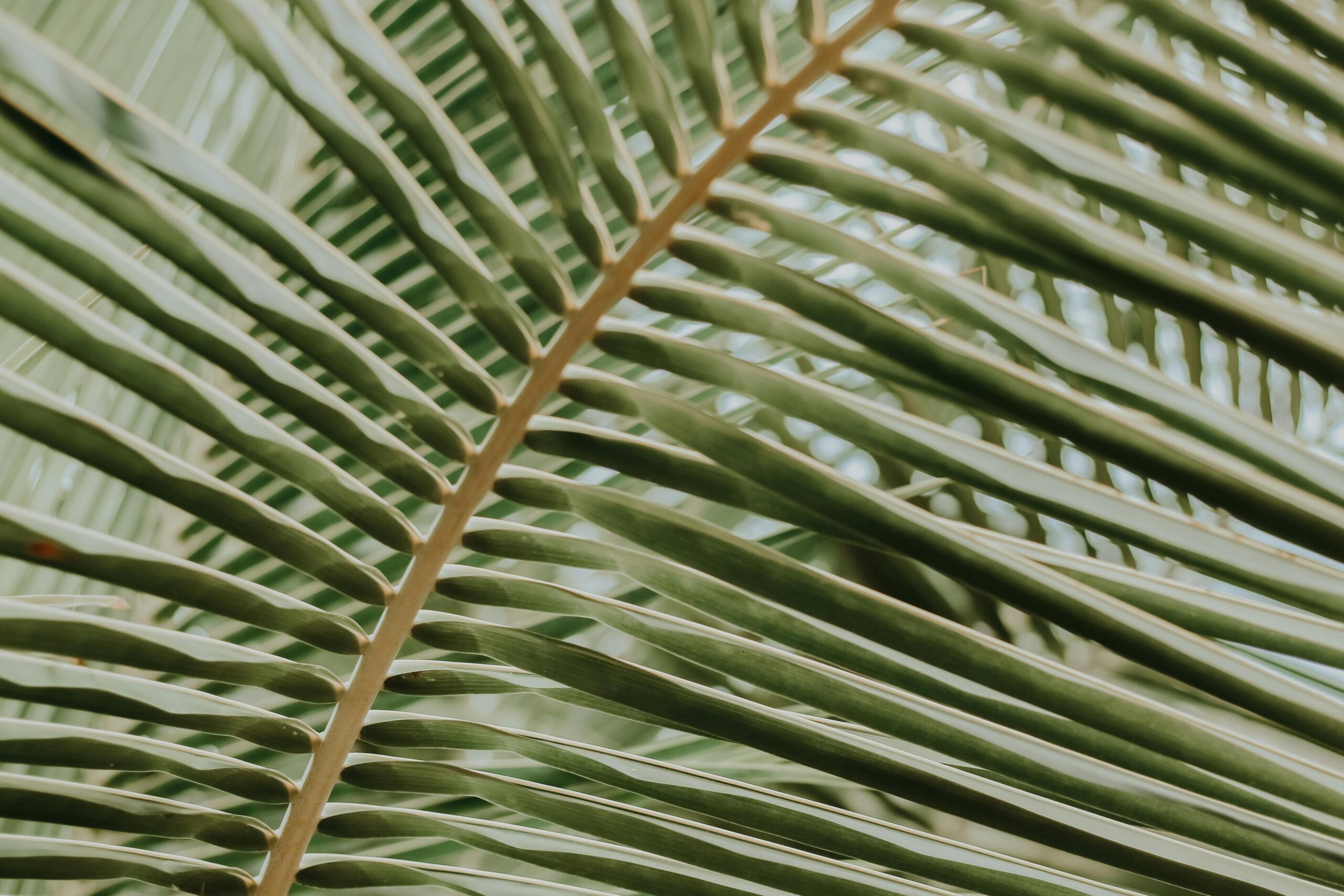 The Meaning of Palm Sunday (and a Right Response)