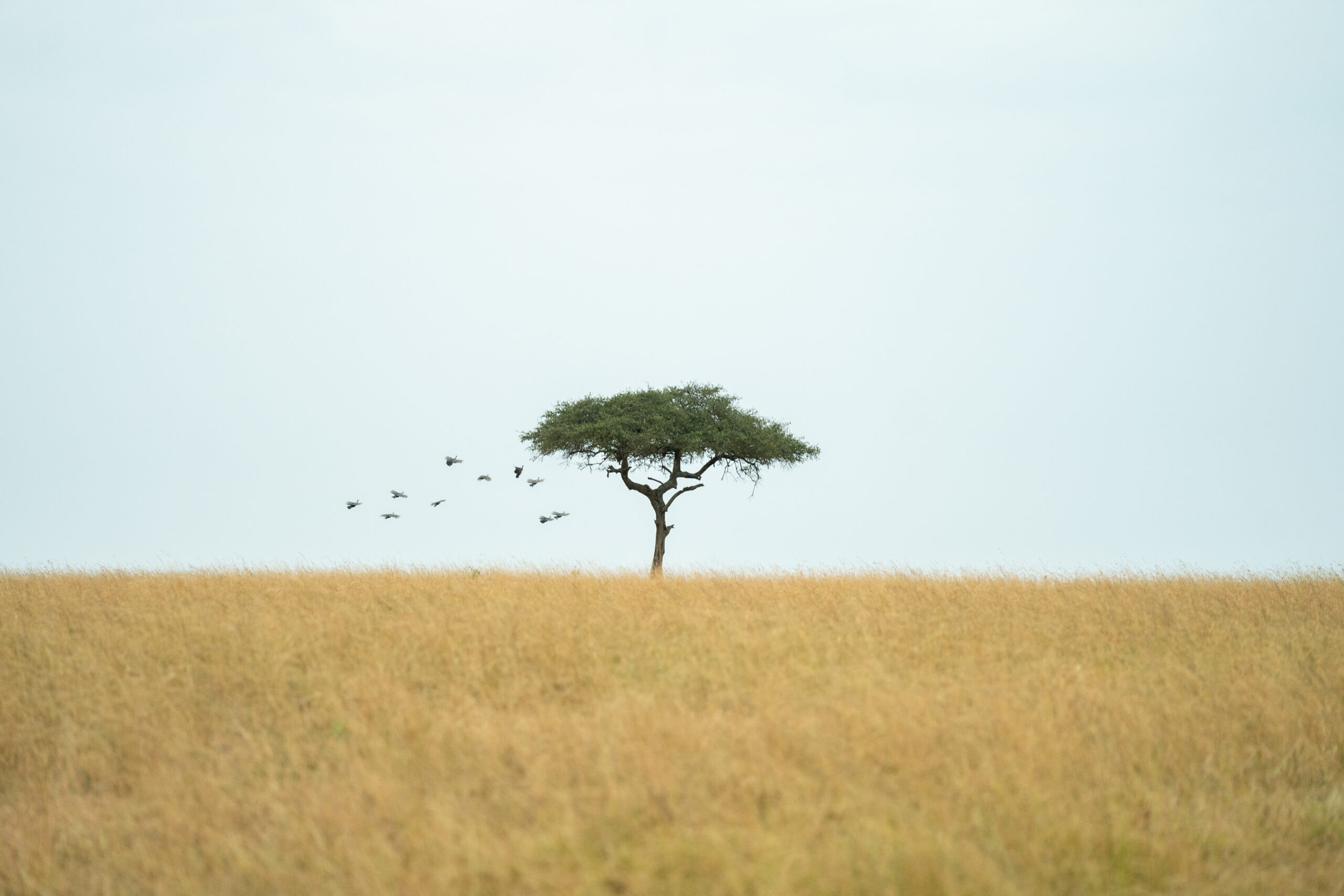 God in the Bush